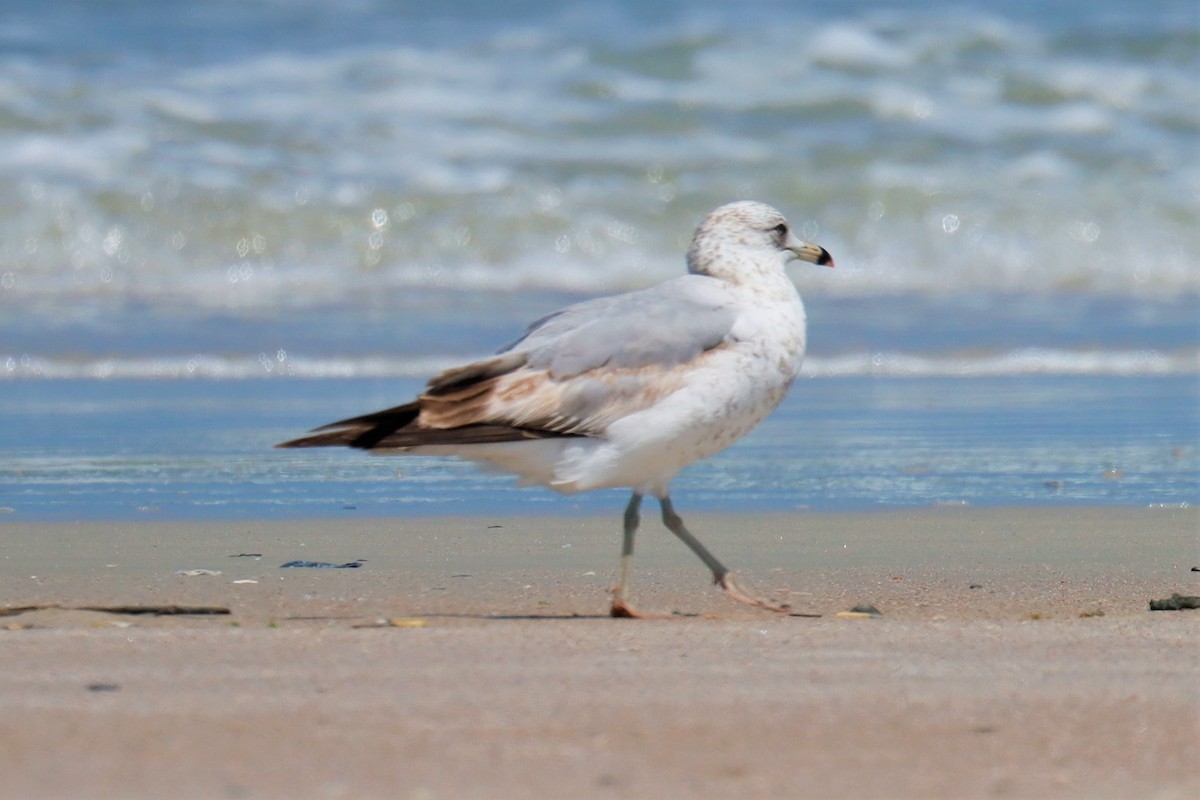 Ring-billed Gull - ML574093931