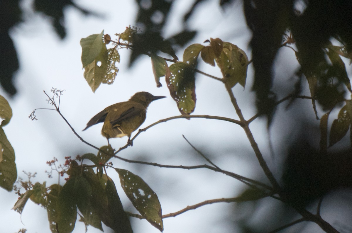 Bulbul des Banggai - ML574094431