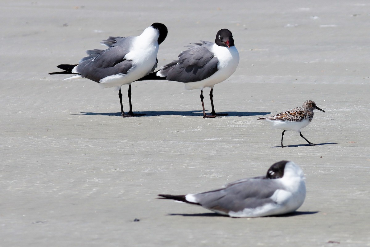 Sanderling - Mary Harrell