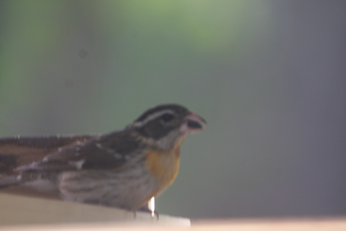 Rose-breasted Grosbeak - ML574094901