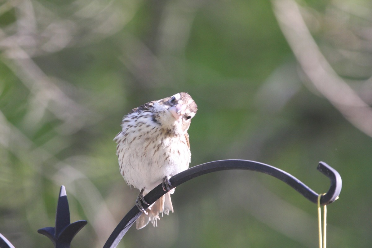 Rose-breasted Grosbeak - ML574094911