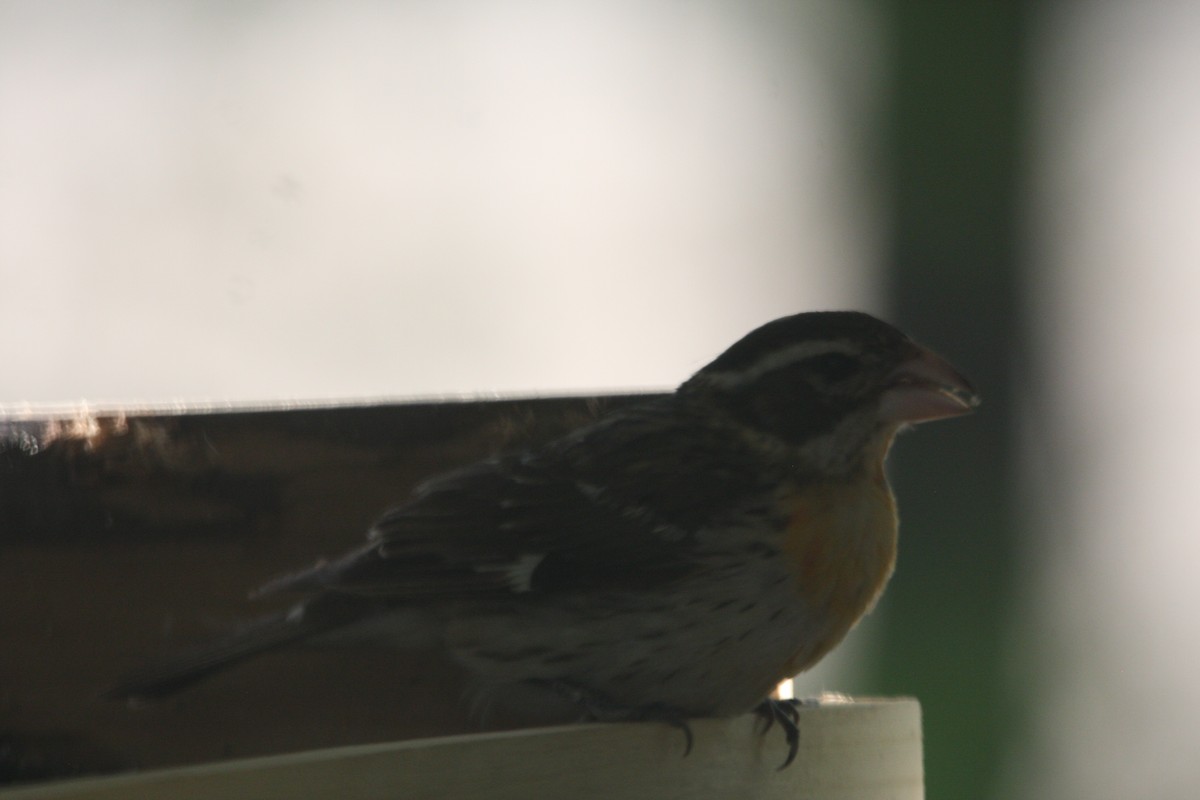 Rose-breasted Grosbeak - ML574094921