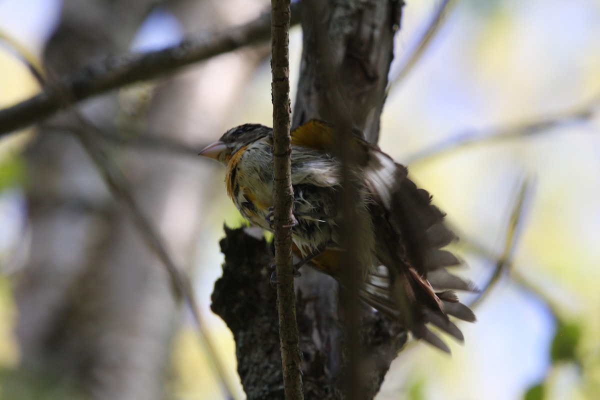 Rose-breasted Grosbeak - ML574094931