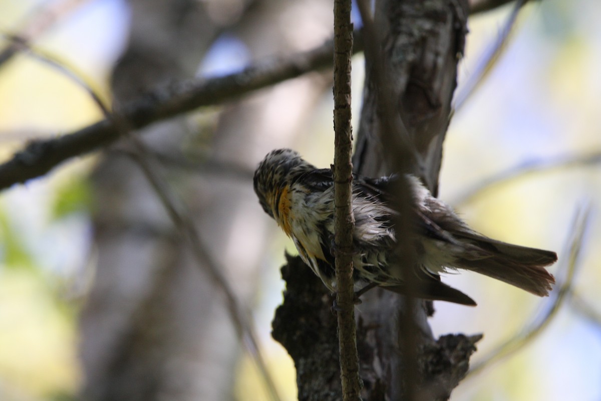 Rose-breasted Grosbeak - ML574094951