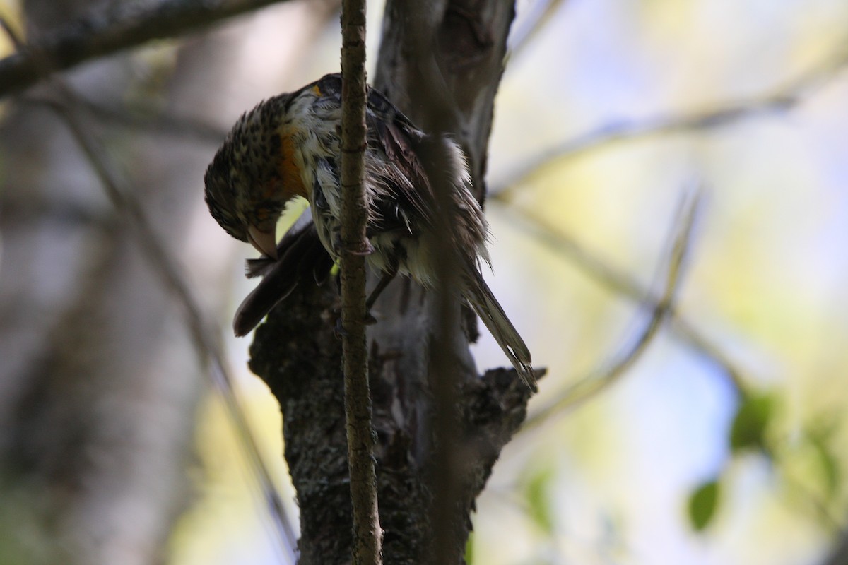 Rose-breasted Grosbeak - ML574094961