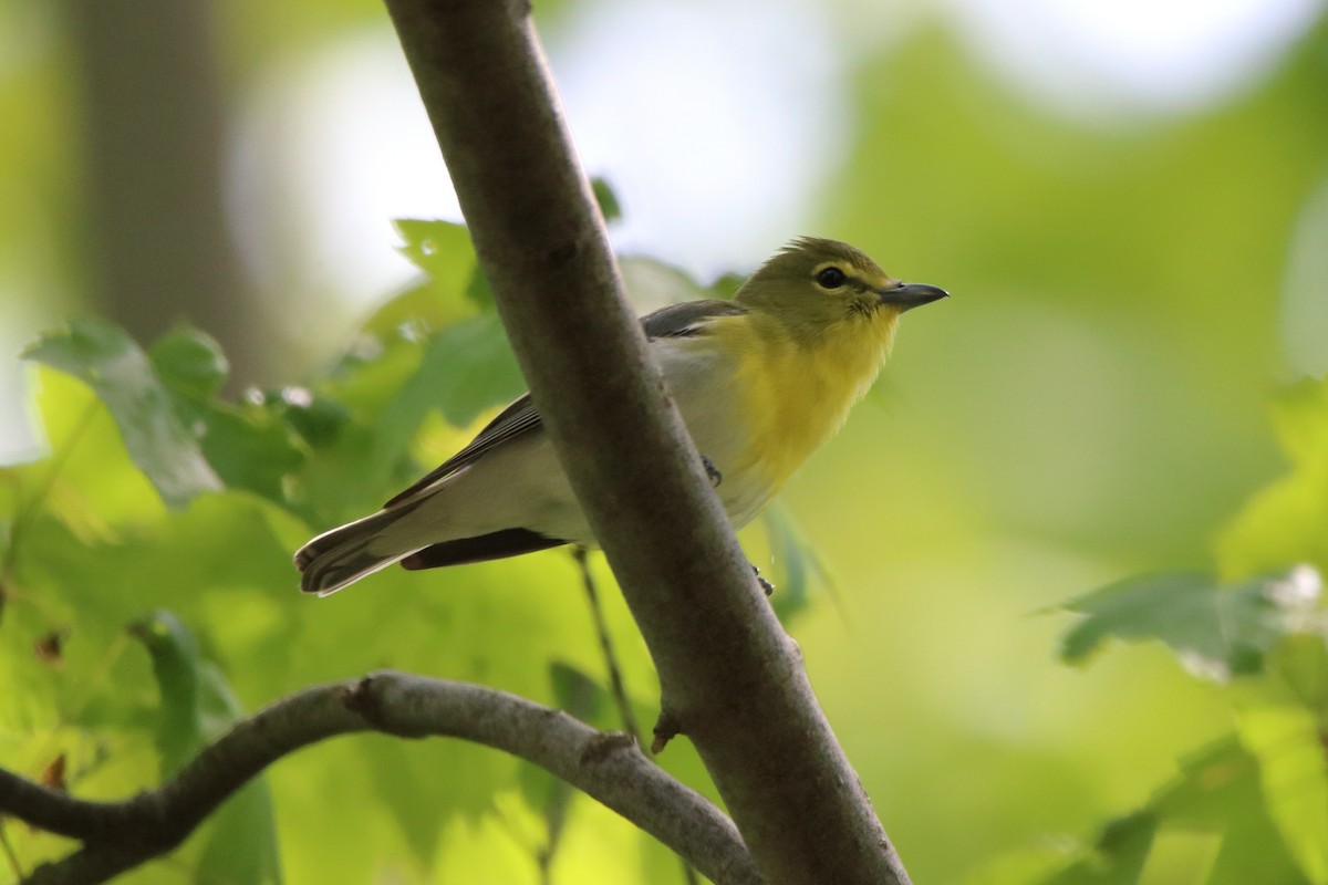 Yellow-throated Vireo - ML574094981