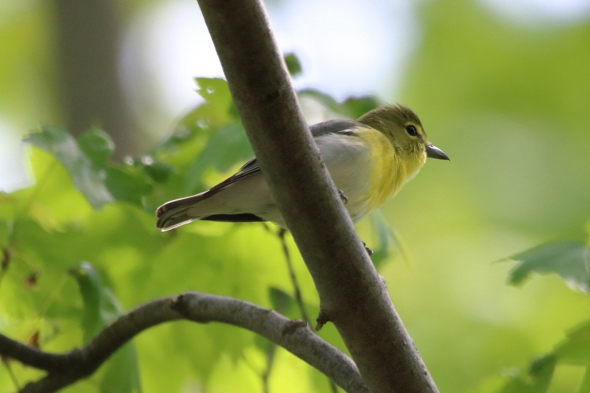 Yellow-throated Vireo - Dave Brown