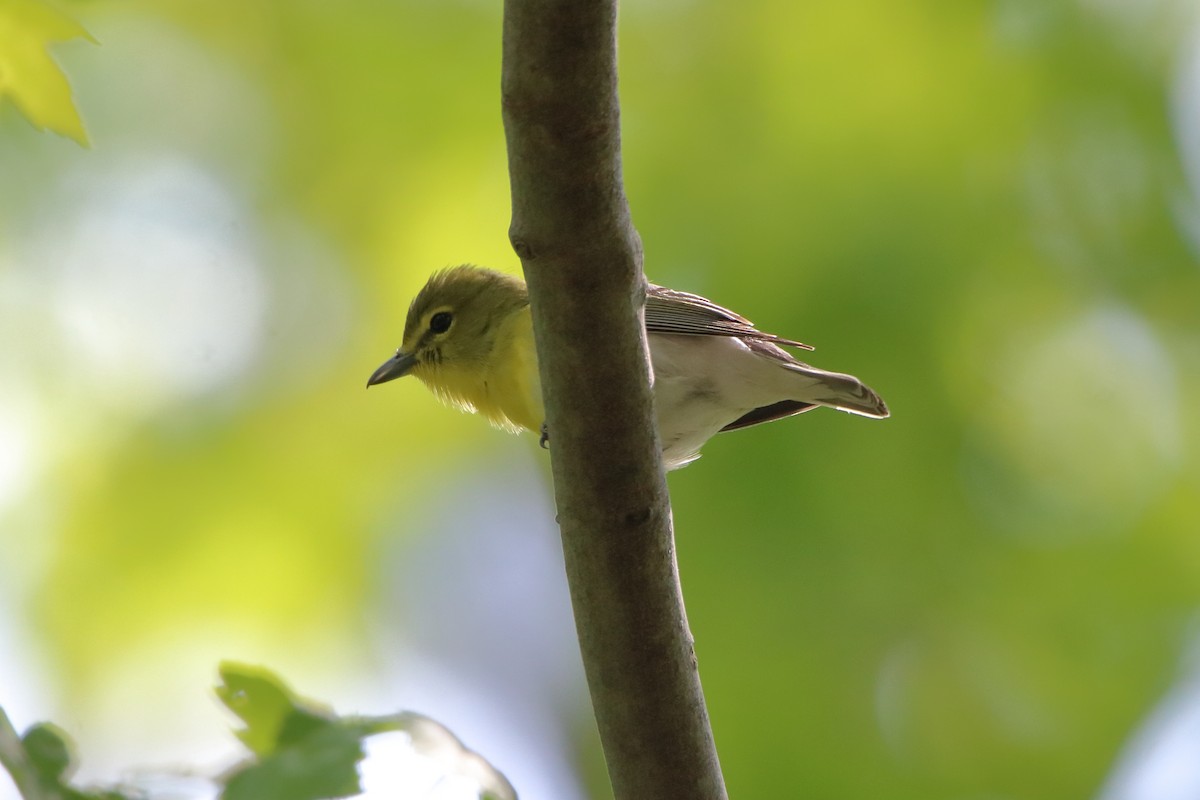 Yellow-throated Vireo - ML574095001