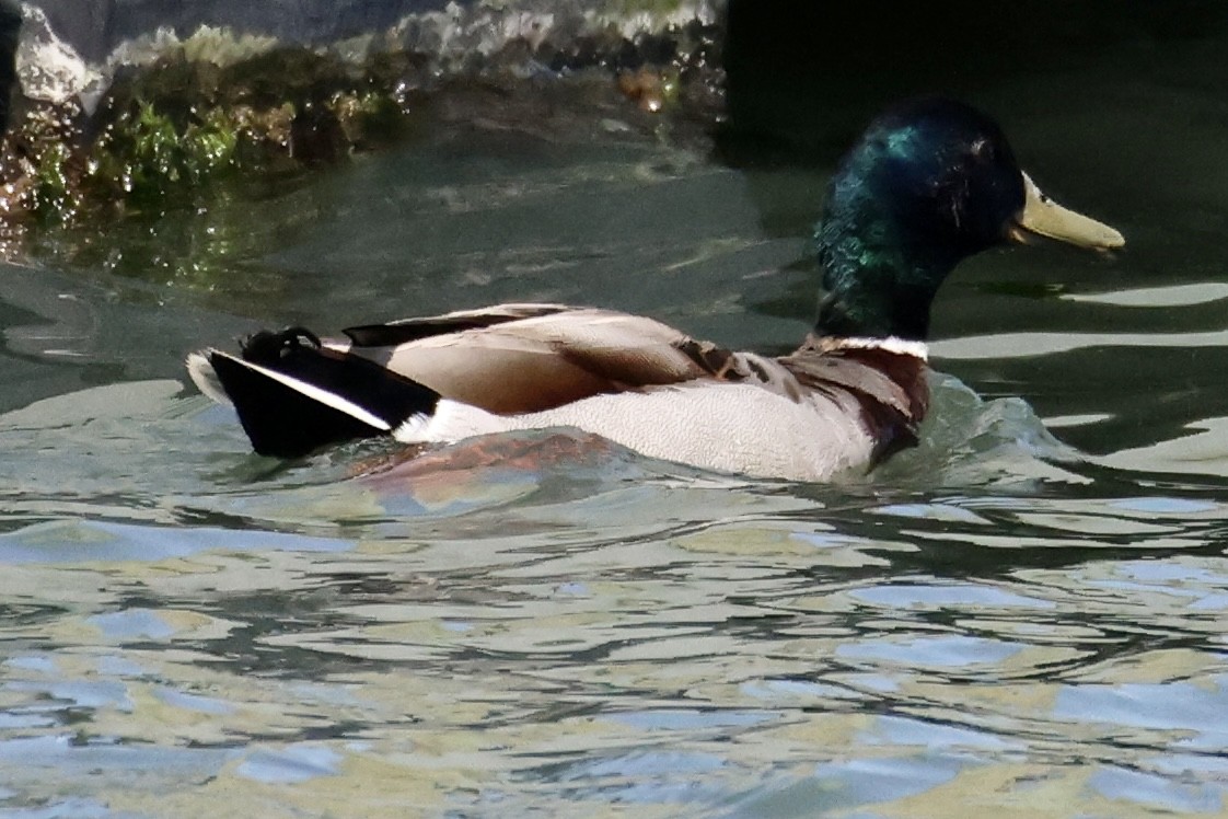 Mallard - ML574096101