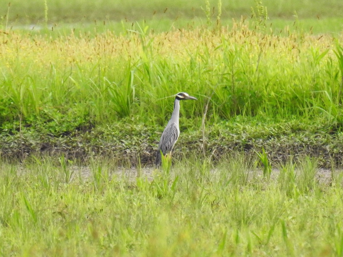 Yellow-crowned Night Heron - ML574096741