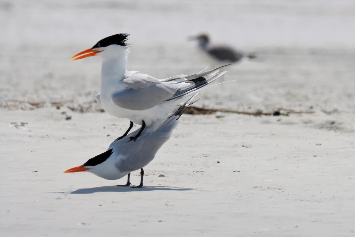 Royal Tern - ML574096781