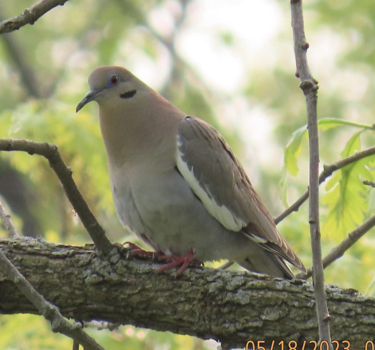 White-winged Dove - ML574097021