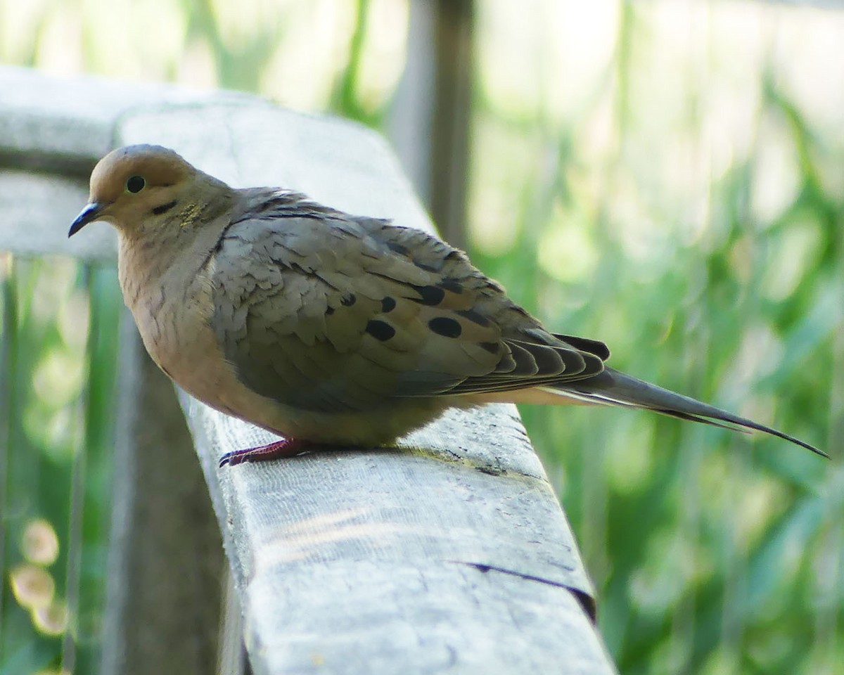 Mourning Dove - ML574097601