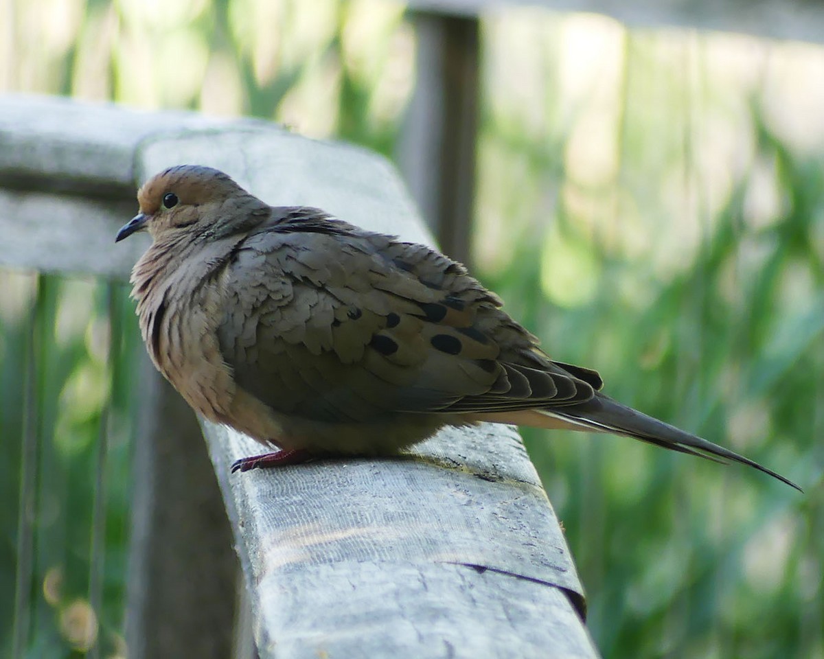 Mourning Dove - ML574097611