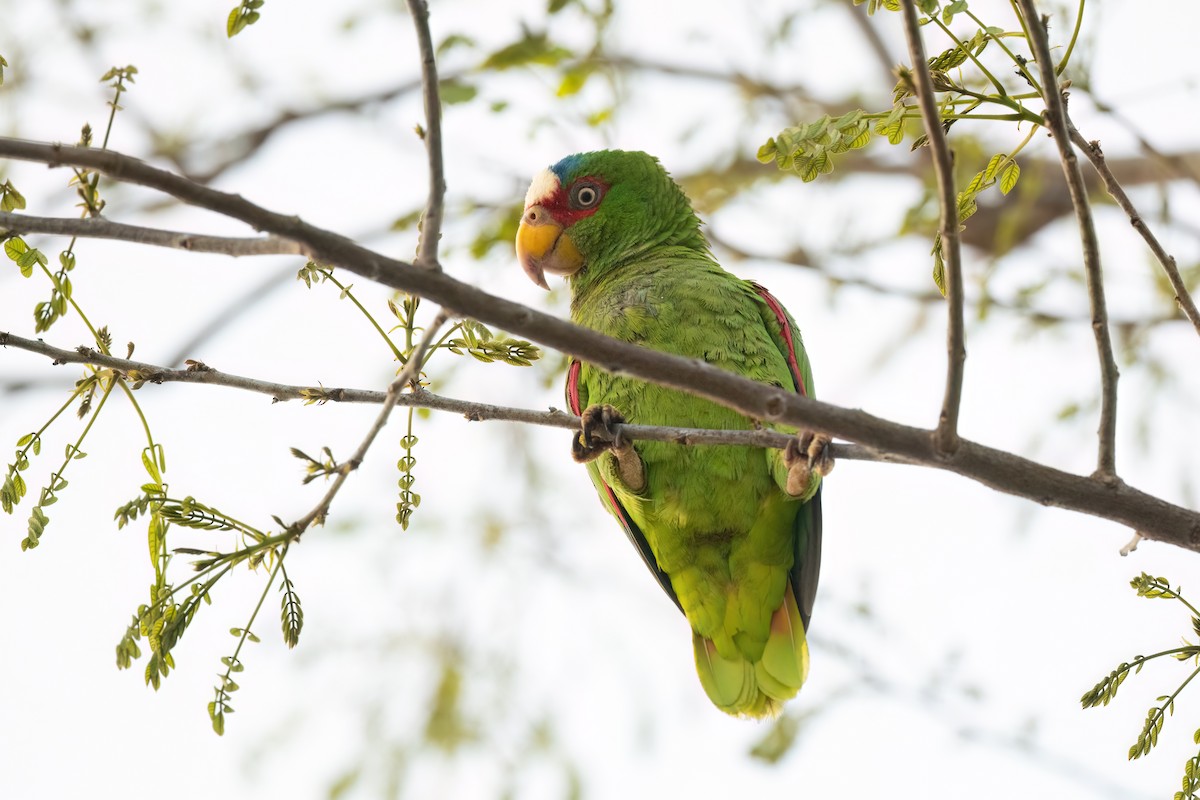 White-fronted Parrot - ML574098541