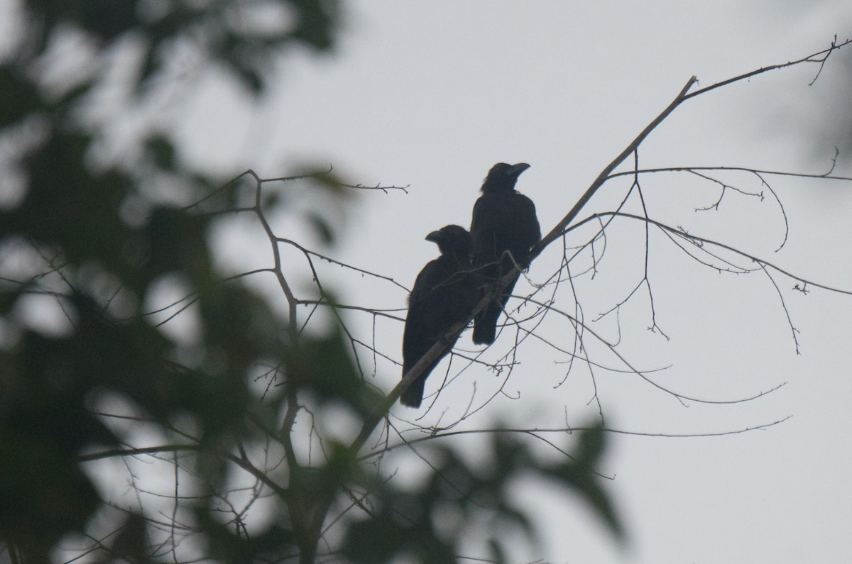 Banggai Crow - ML574098991