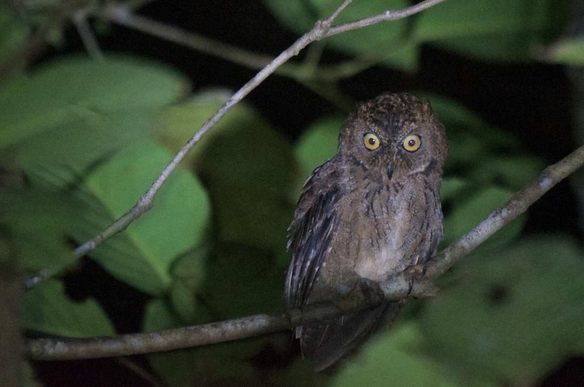 Banggai Scops-Owl - ML574099321