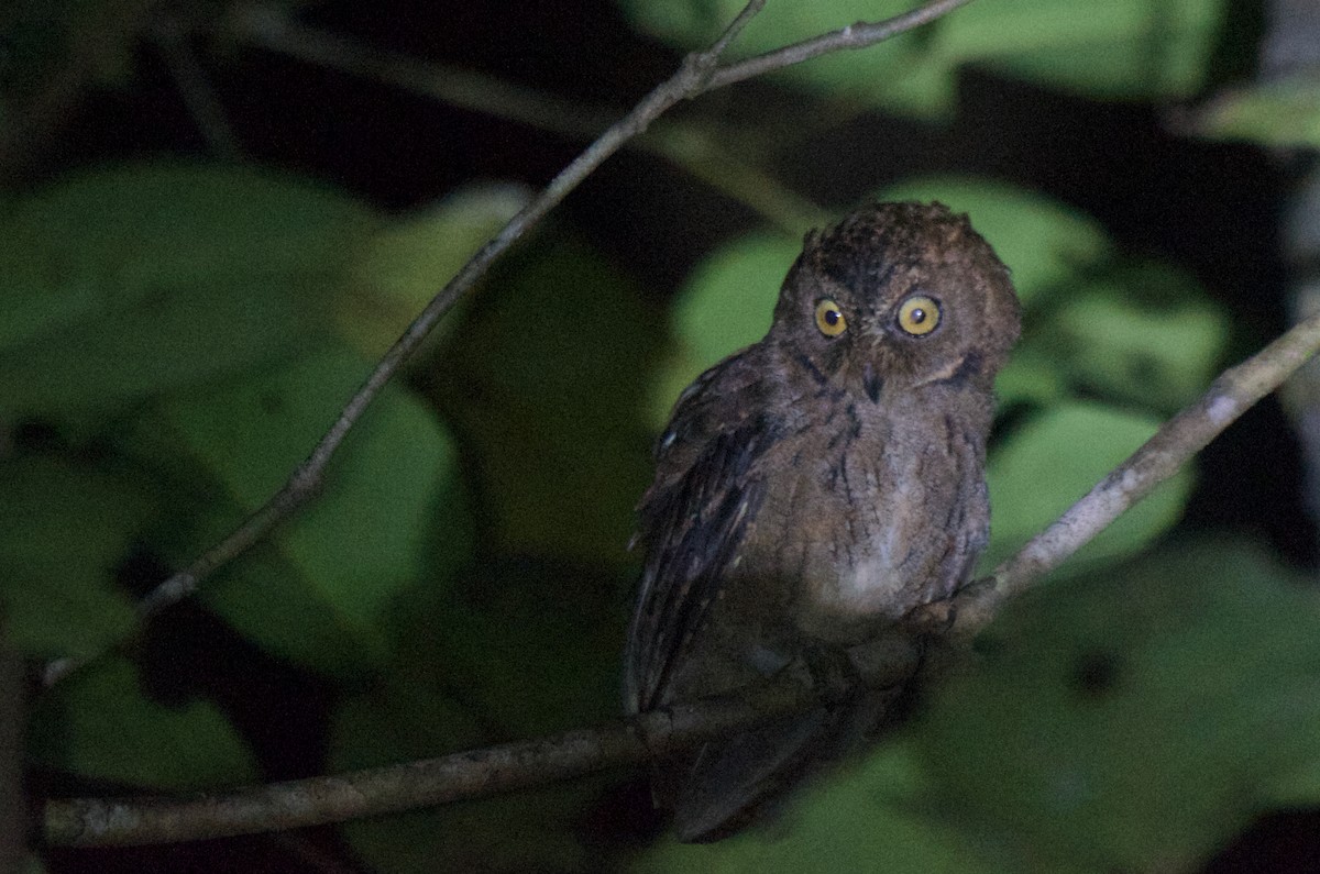 Banggai Scops-Owl - ML574099331