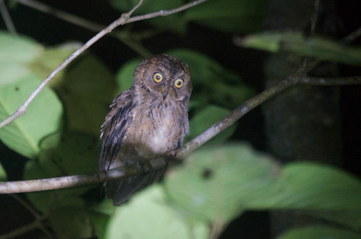 Banggai Scops-Owl - ML574099341