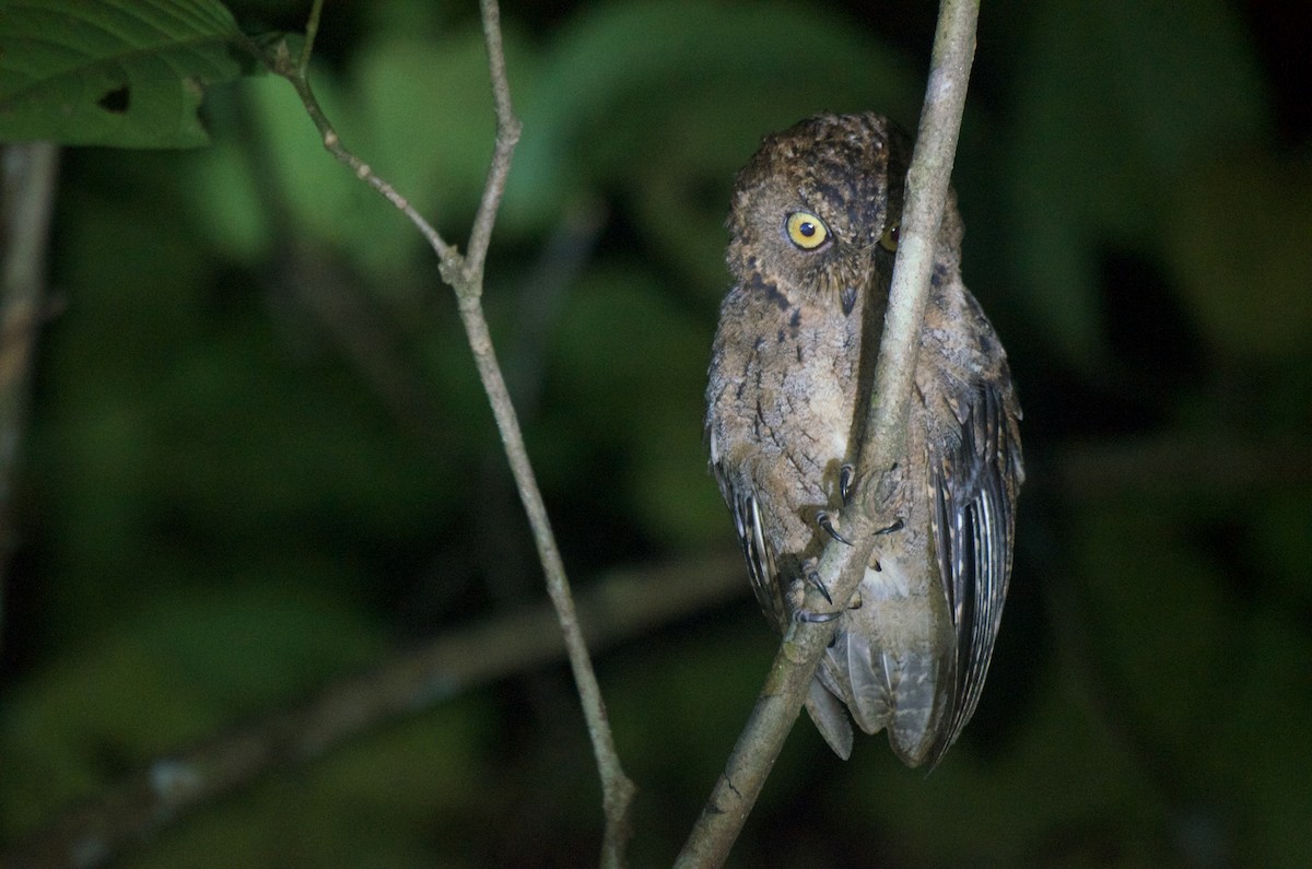 Banggai Scops-Owl - ML574099361