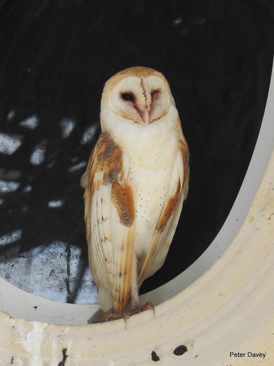 American Barn Owl - Peter Davey