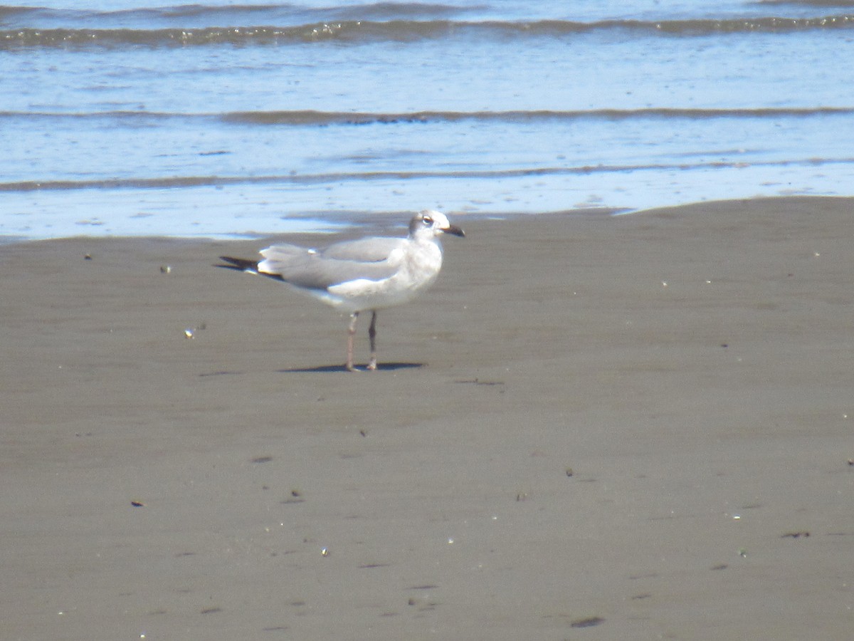 Mouette atricille - ML574101041