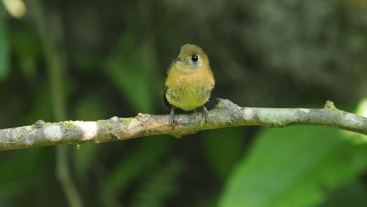 Sulphur-rumped Flycatcher - ML574101061