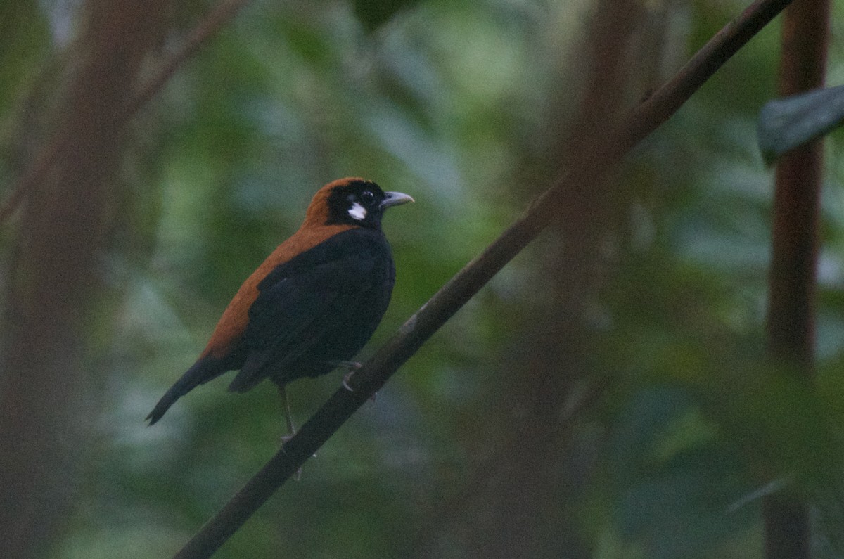 Red-and-black Thrush - ML574101691