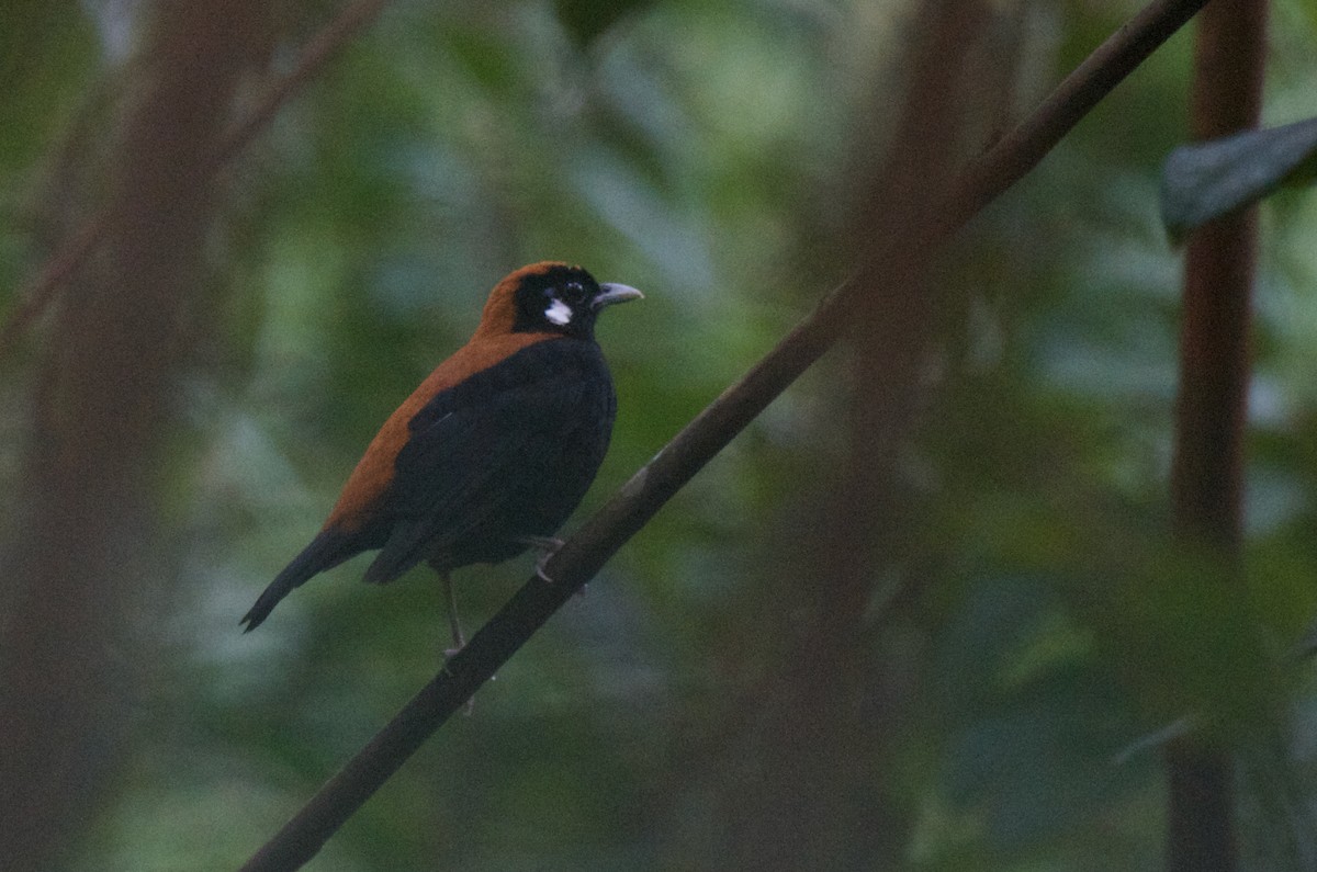 Red-and-black Thrush - ML574101701