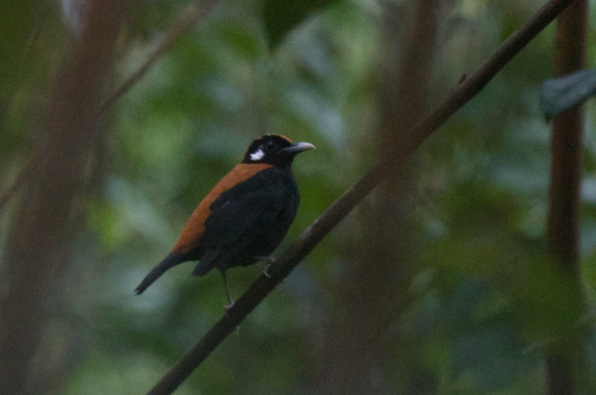 Red-and-black Thrush - ML574101711