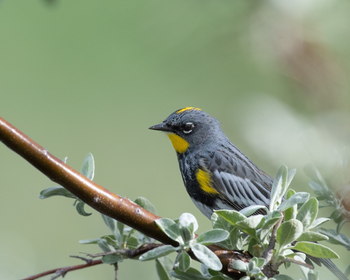 Yellow-rumped Warbler - ML574102941