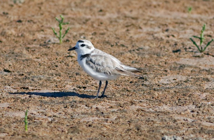 Snowy Plover - ML57410331