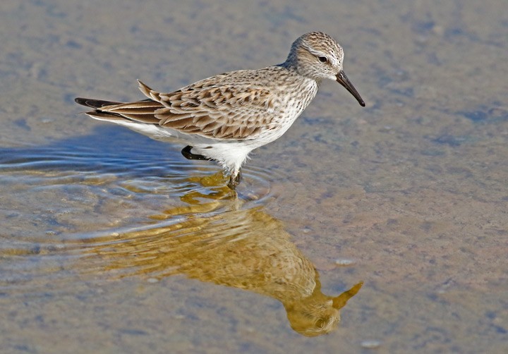 Weißbürzel-Strandläufer - ML57410351