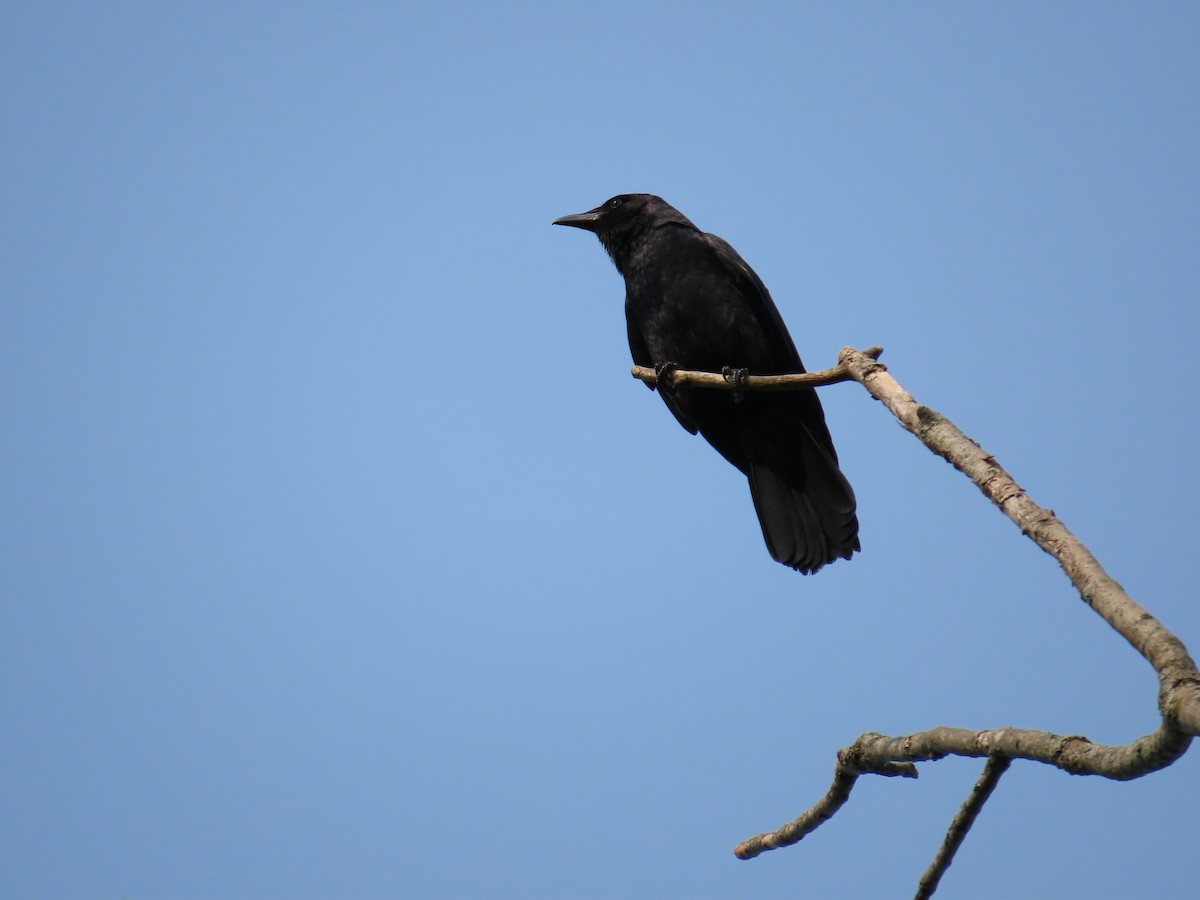 Fish Crow - ML574103601