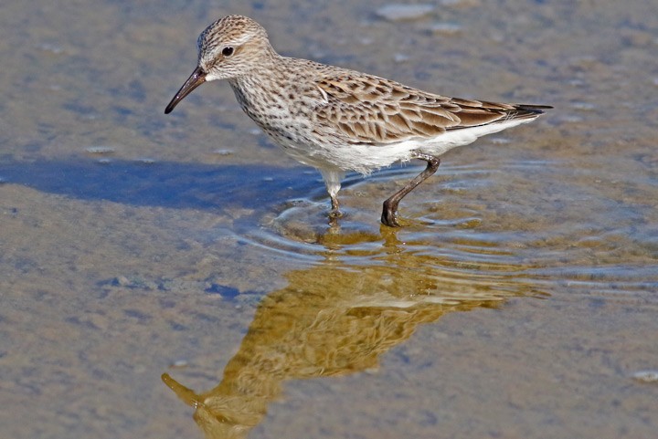 Weißbürzel-Strandläufer - ML57410361