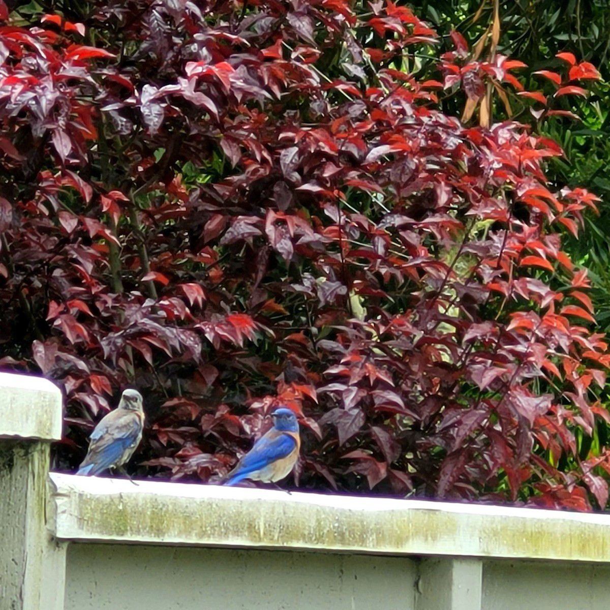 Western Bluebird - ML574103941