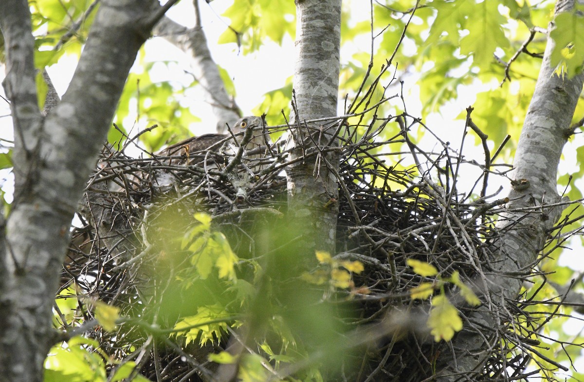 Cooper's Hawk - Claudia C