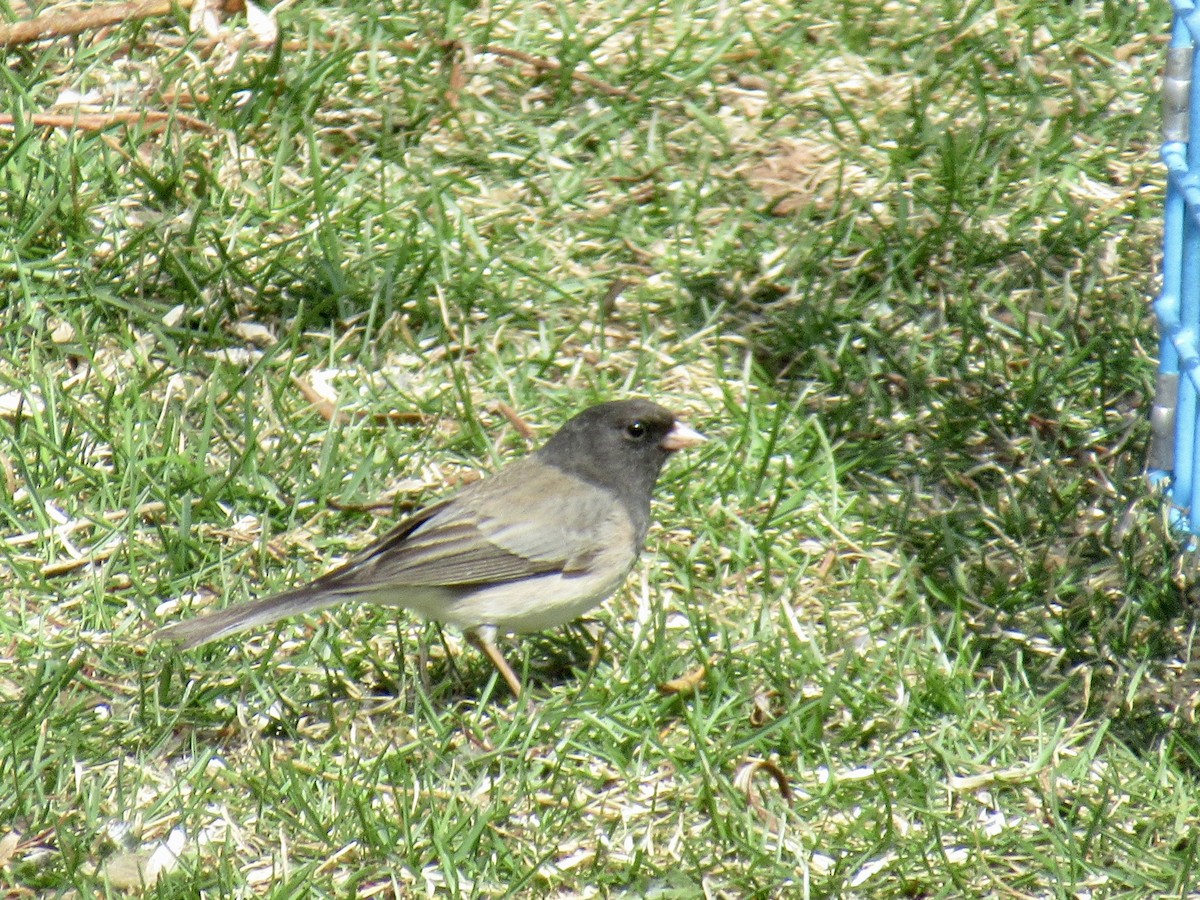 Junco ardoisé (cismontanus) - ML574106171