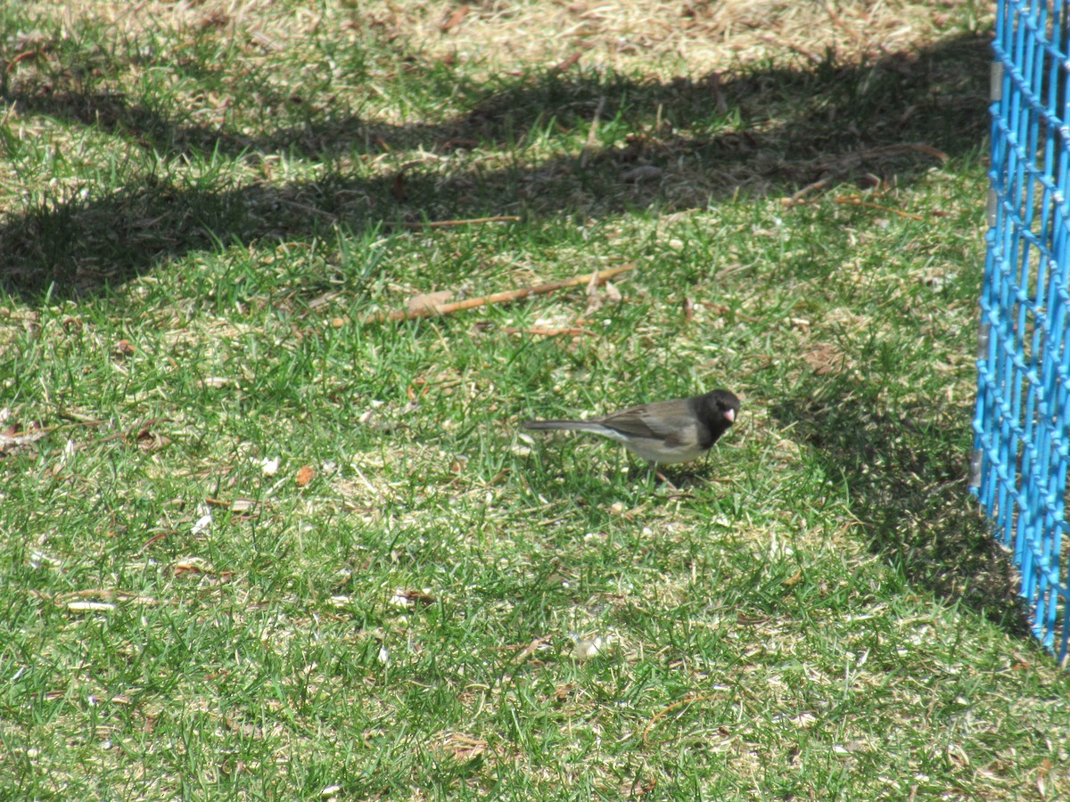 Junco ardoisé (cismontanus) - ML574106181