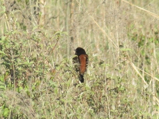 Orchard Oriole - ML574106271