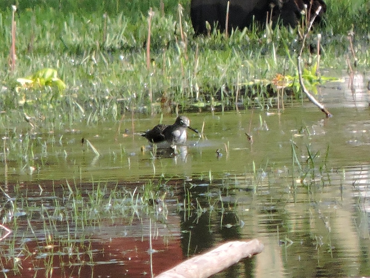 Solitary Sandpiper - ML57410671