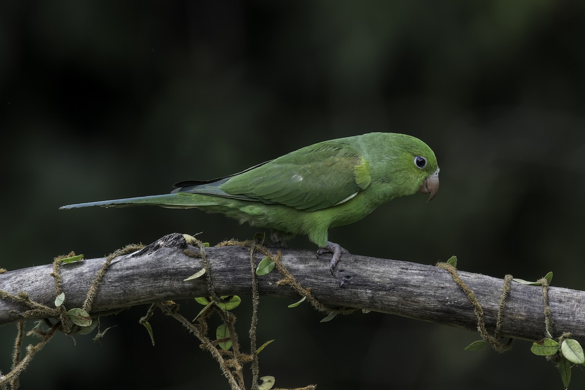 Plain Parakeet - ML574106861