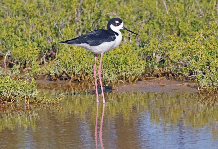 Black-necked Stilt - ML57410691