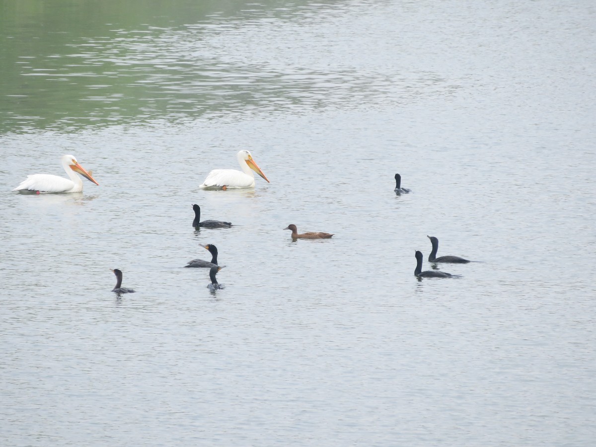 anatidé sp. (canard sp.) - ML574106921