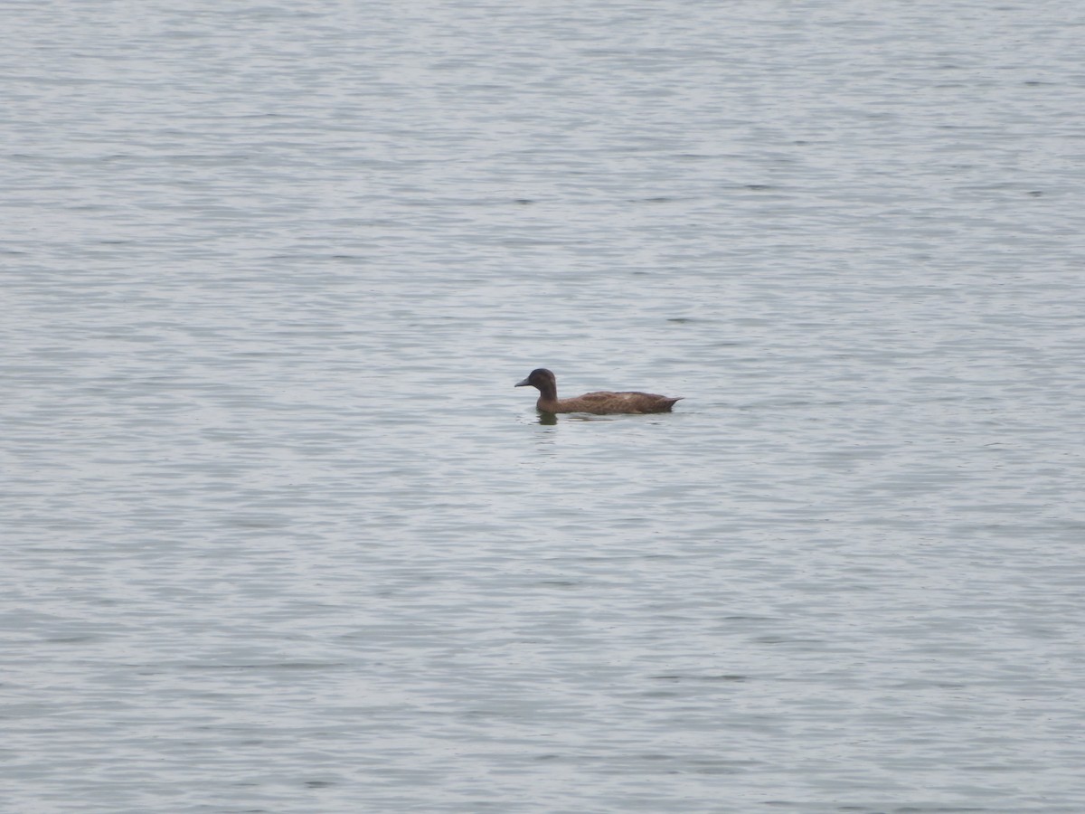 anatidé sp. (canard sp.) - ML574106931