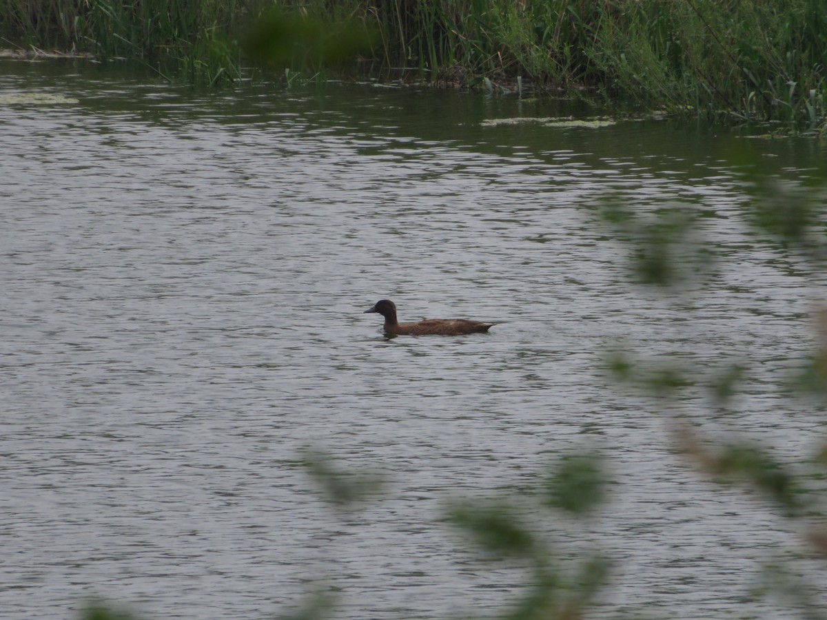 anatidé sp. (canard sp.) - ML574106951