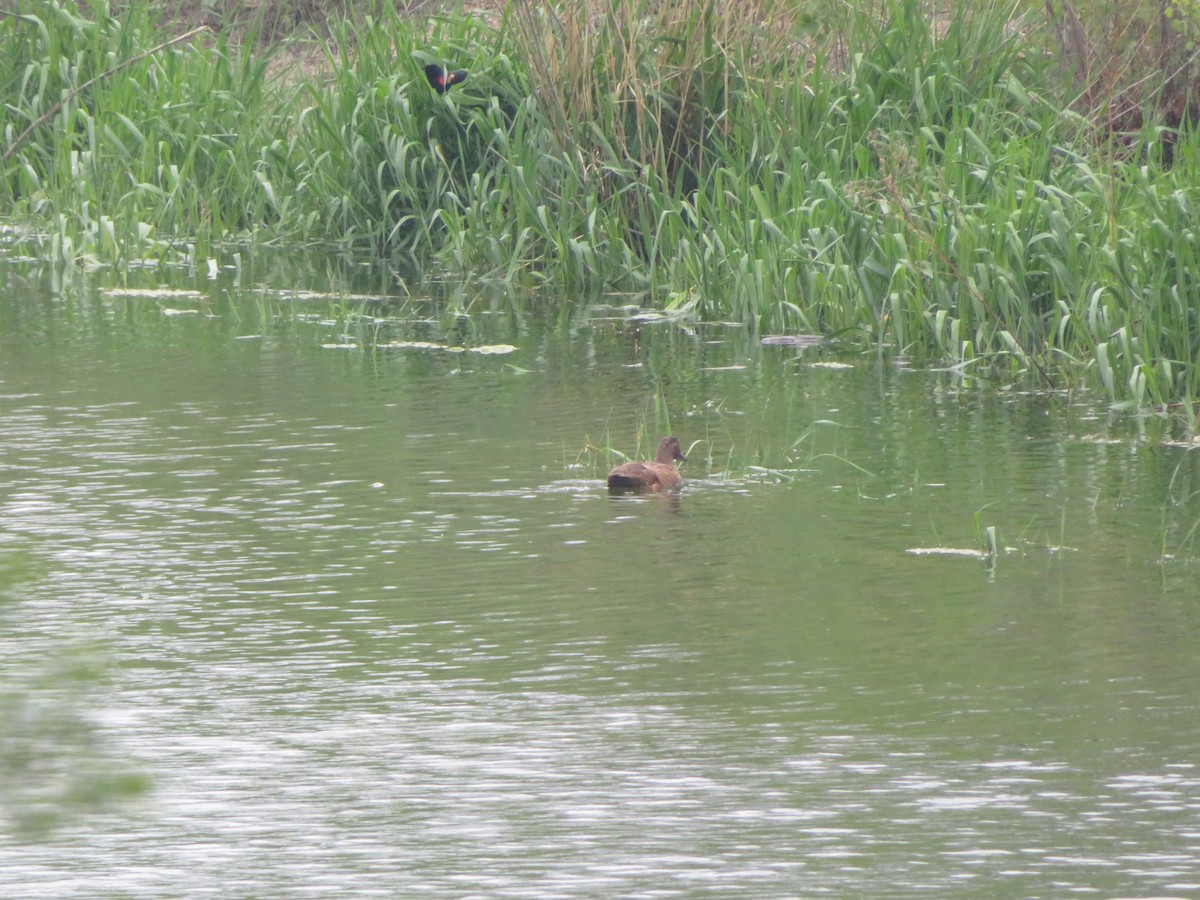 duck sp. - Greg Levandoski