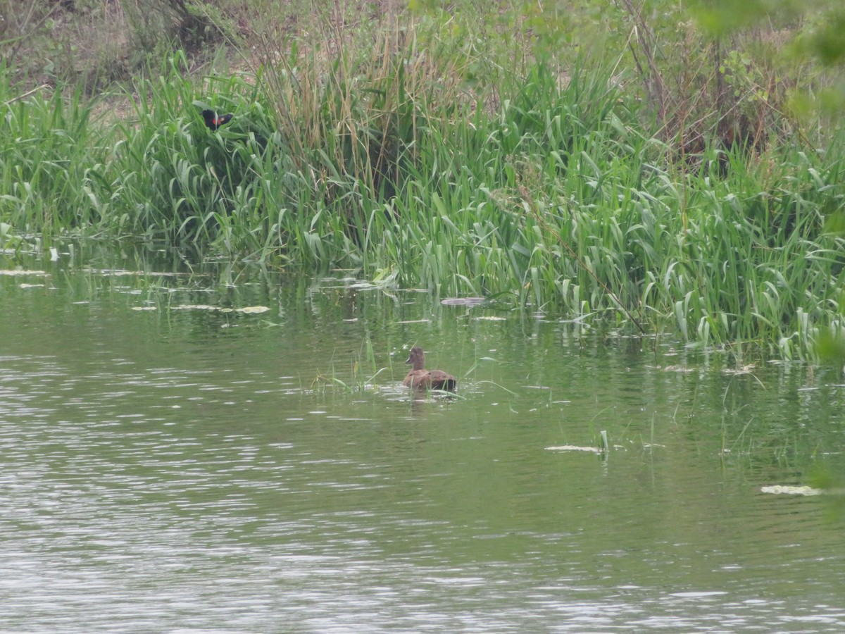 anatidé sp. (canard sp.) - ML574106971