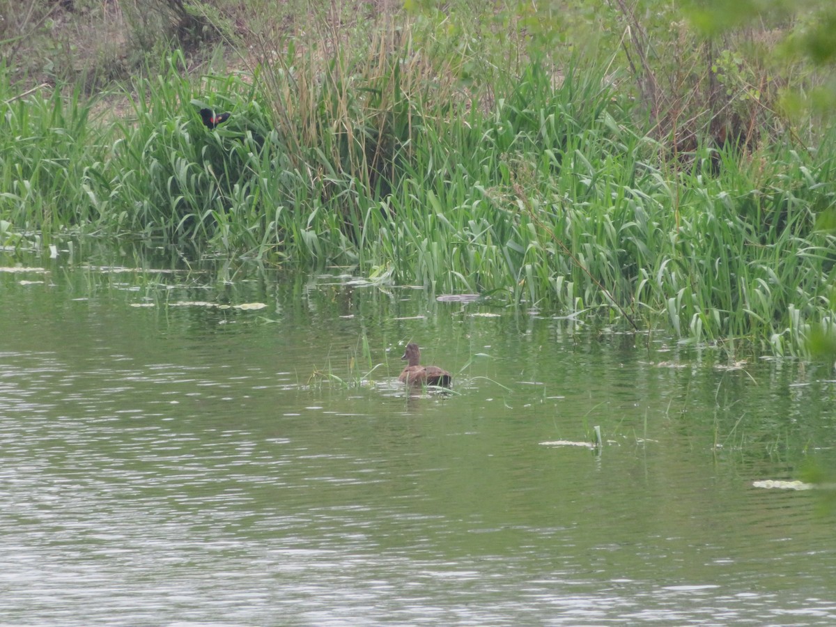 duck sp. - ML574106971