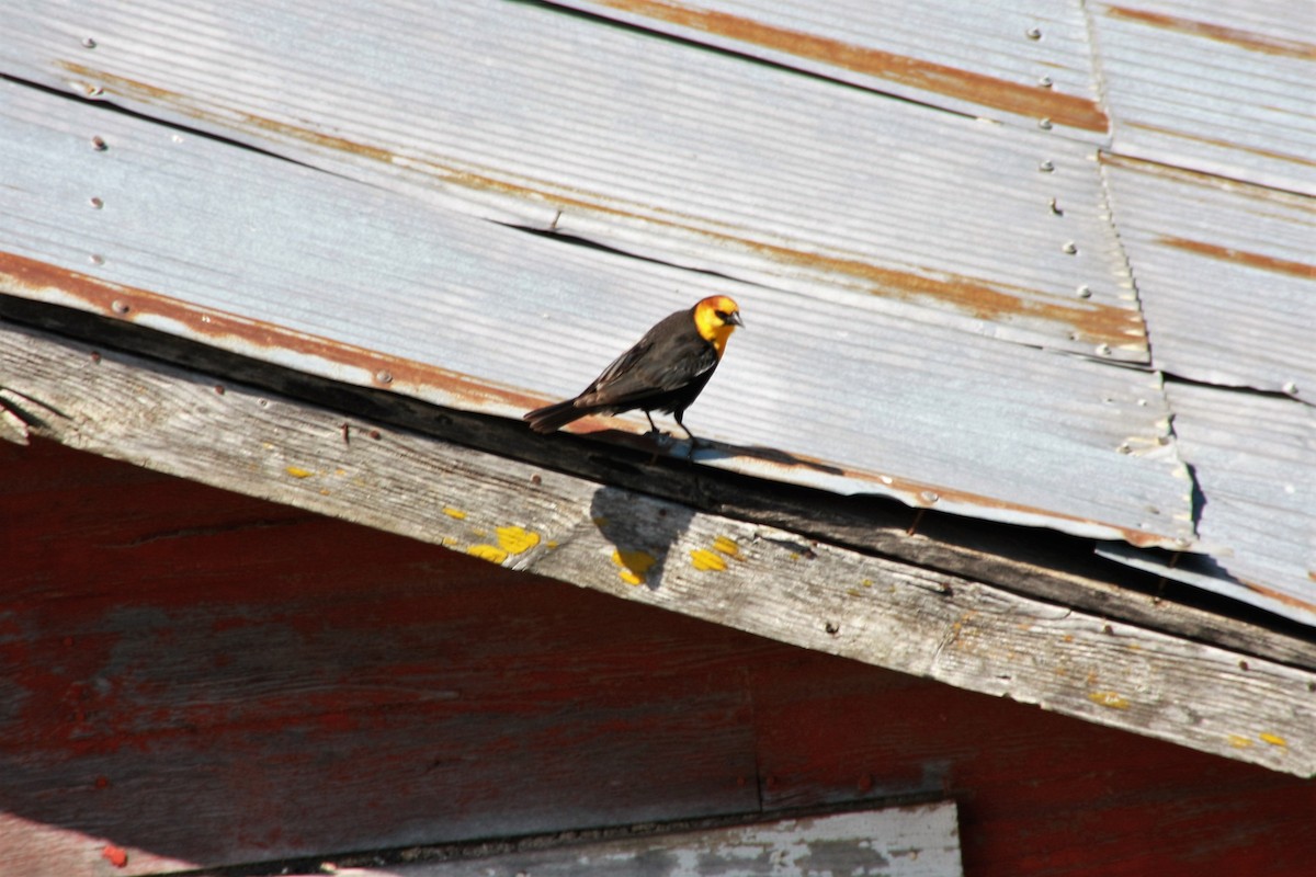 Yellow-headed Blackbird - ML57410711